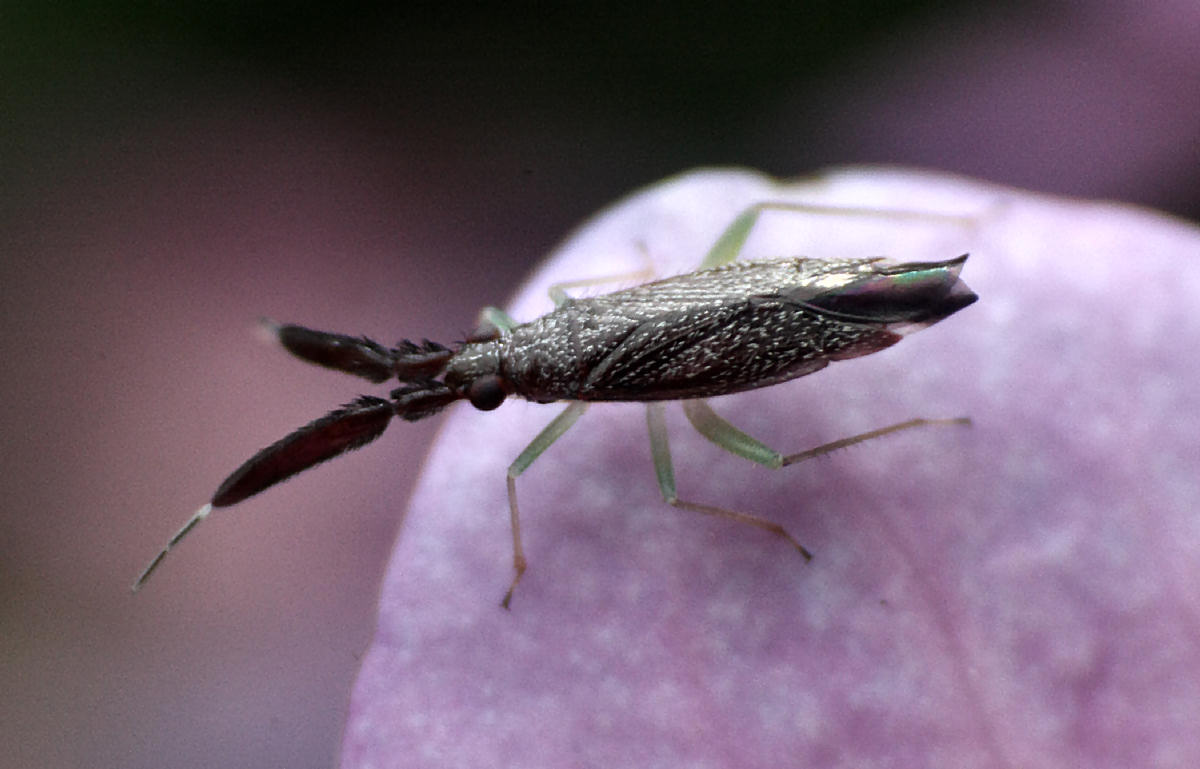 Miridae: Heterotoma sp. della Lombardia (MB)